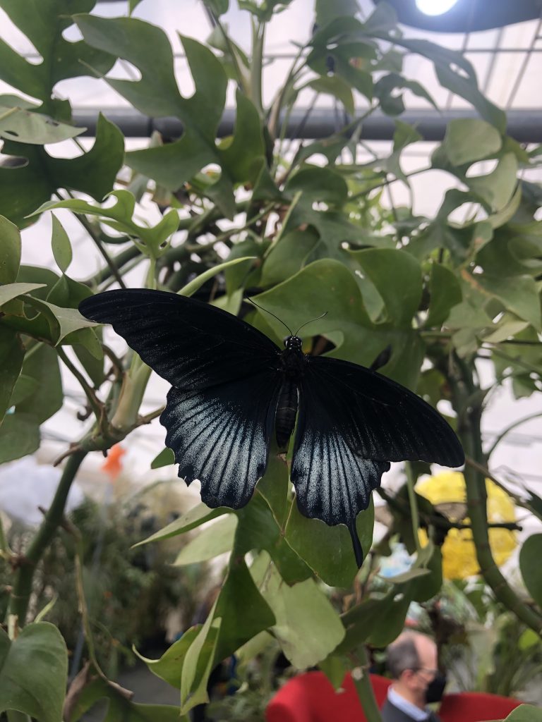 Casa farfalle